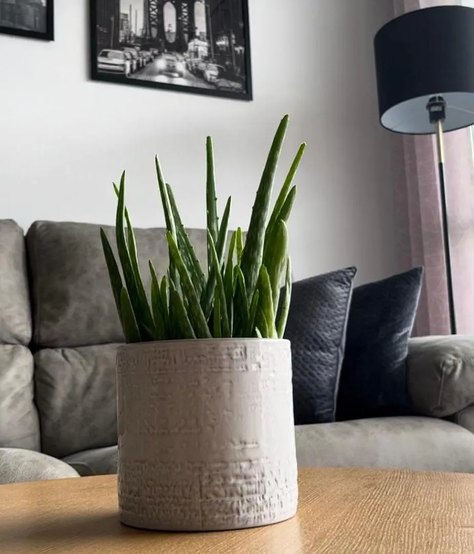 Apartment Summer Vibes Miraflores - La Cala De Mijas Spain